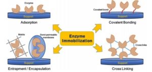 An Overview Of Techniques In Enzyme Immobilization - Peachy Essay