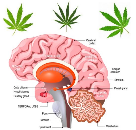 How Marijuana Affects Casual Users