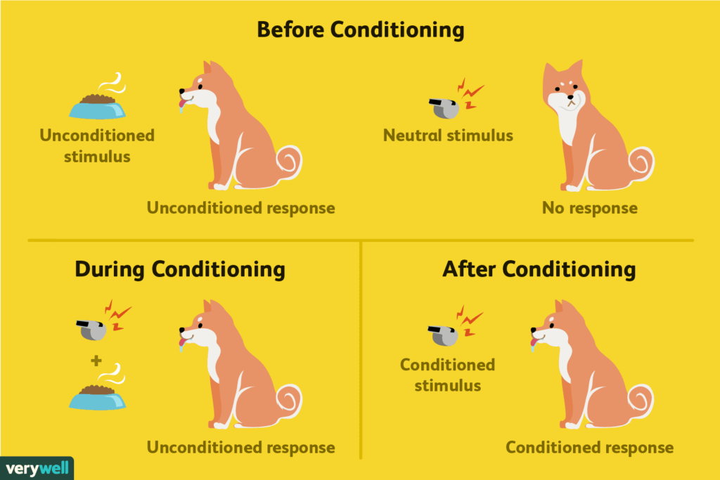 Classical Conditioning: How It Works