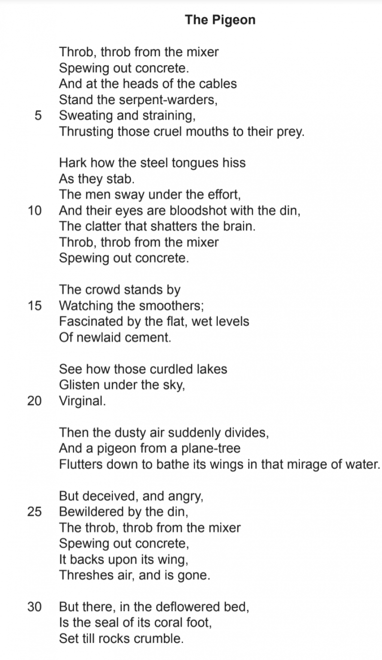 Essay on pigeons by richard kell picture